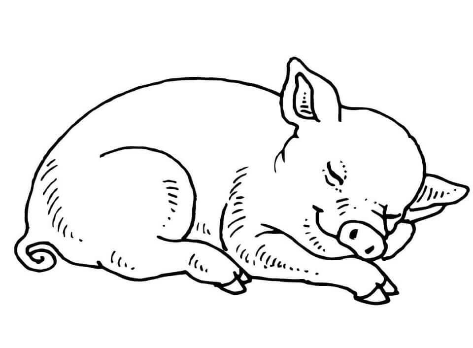 Cerdo Bebé Durmiendo