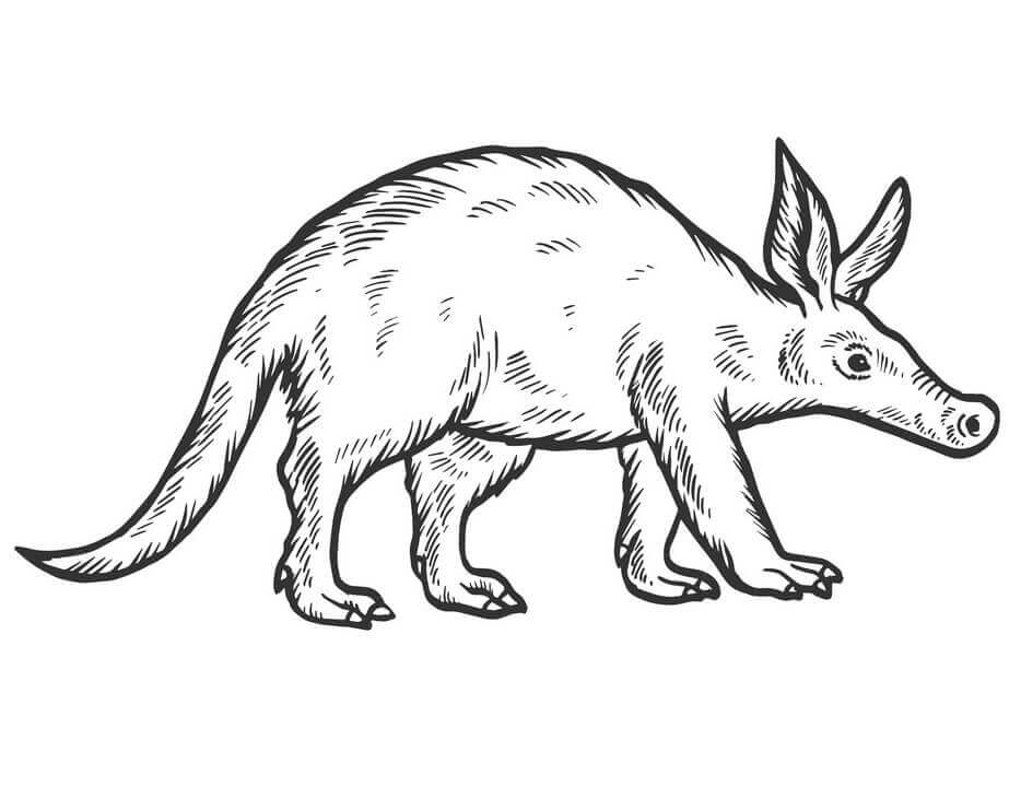 Cerdo Hormiguero Básico
