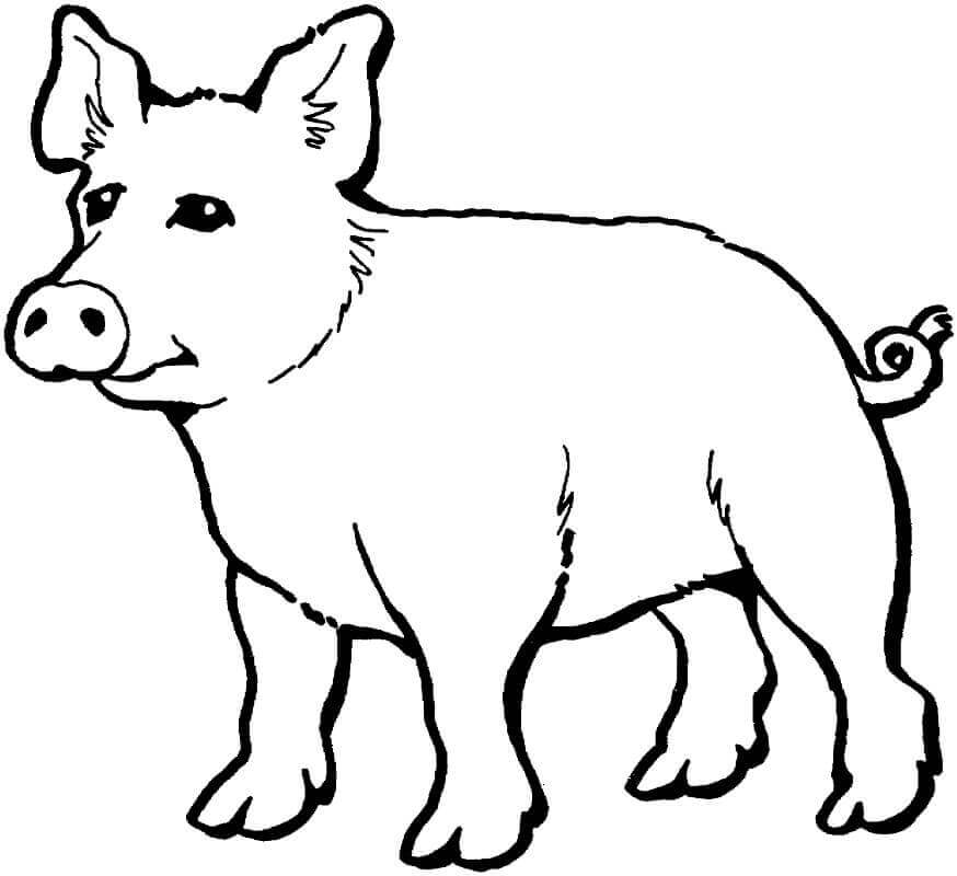 Cerdo Normal