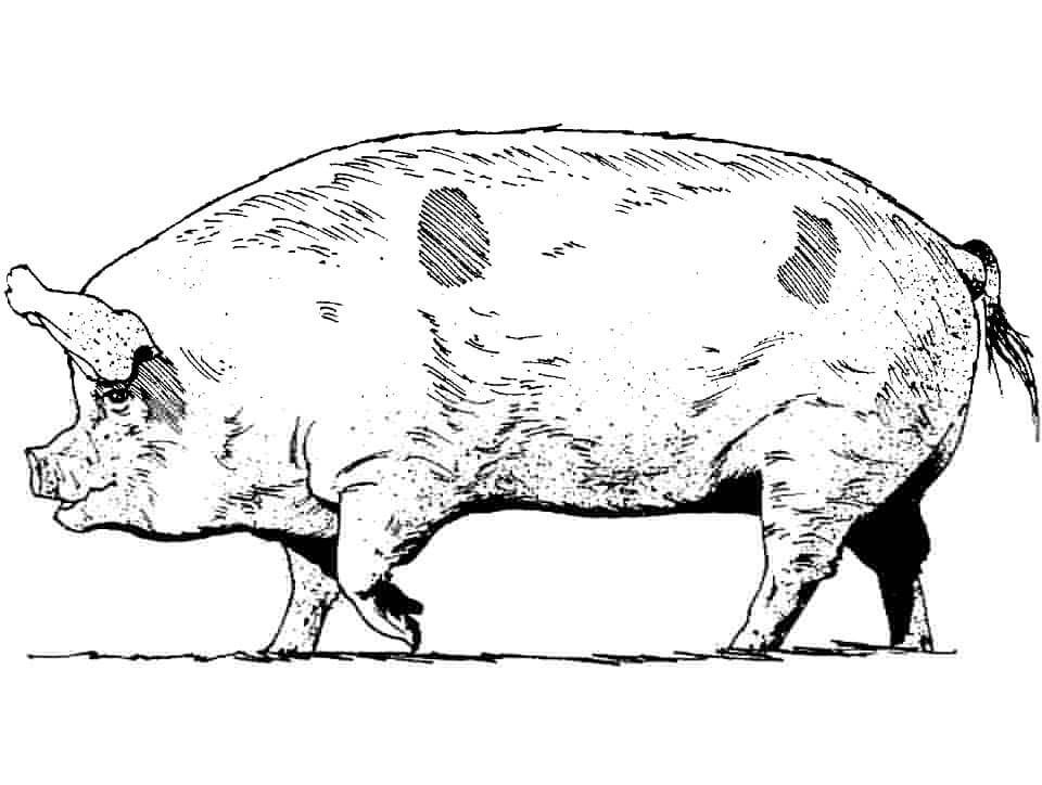 Cerdo Realista