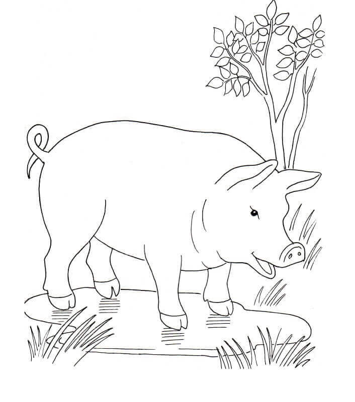 Cerdo en el Charco