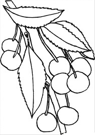 Cherrys en Rama de Árbol