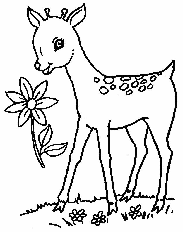 Ciervos y Flor