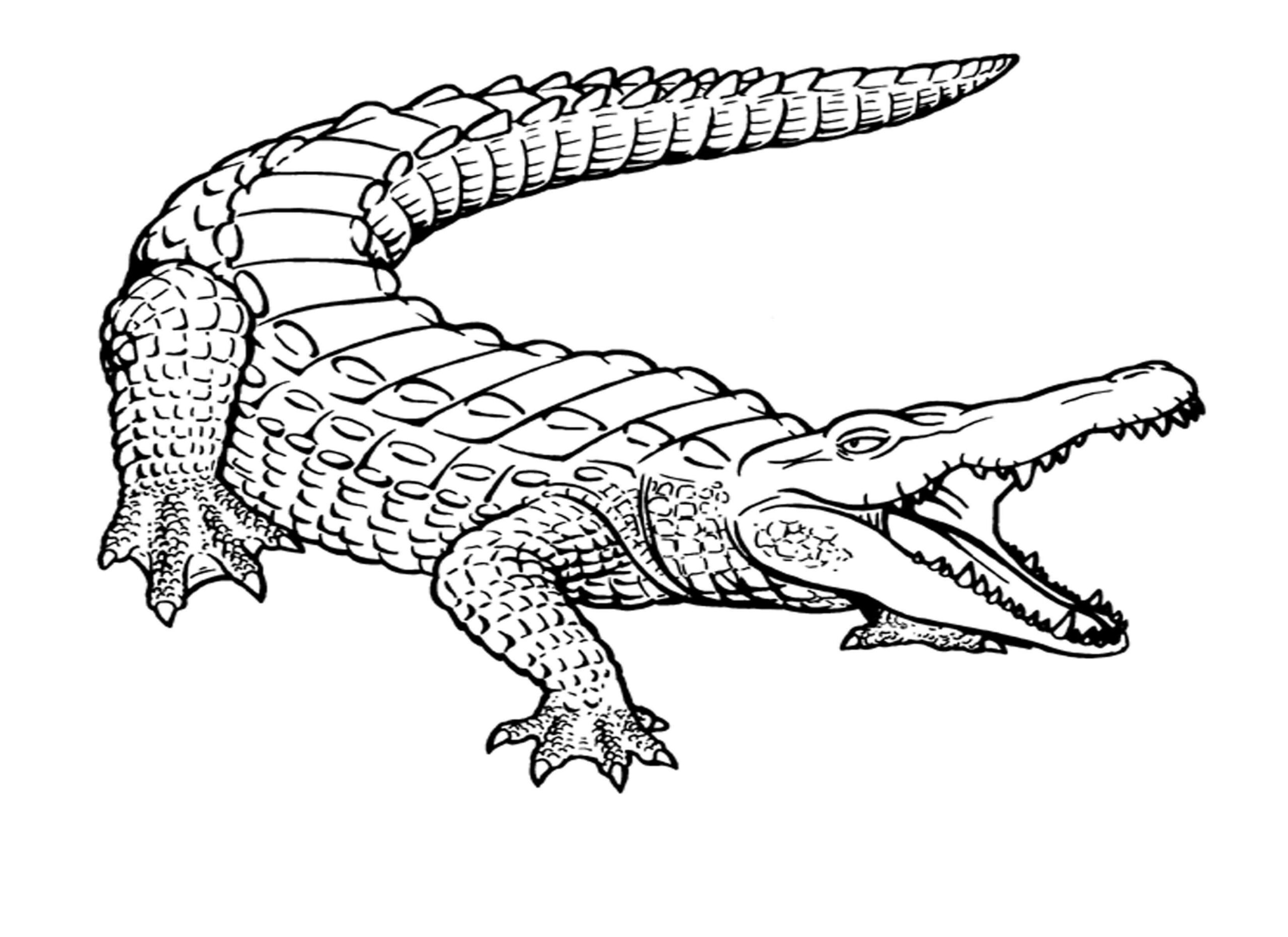 Cocodrilo Basico