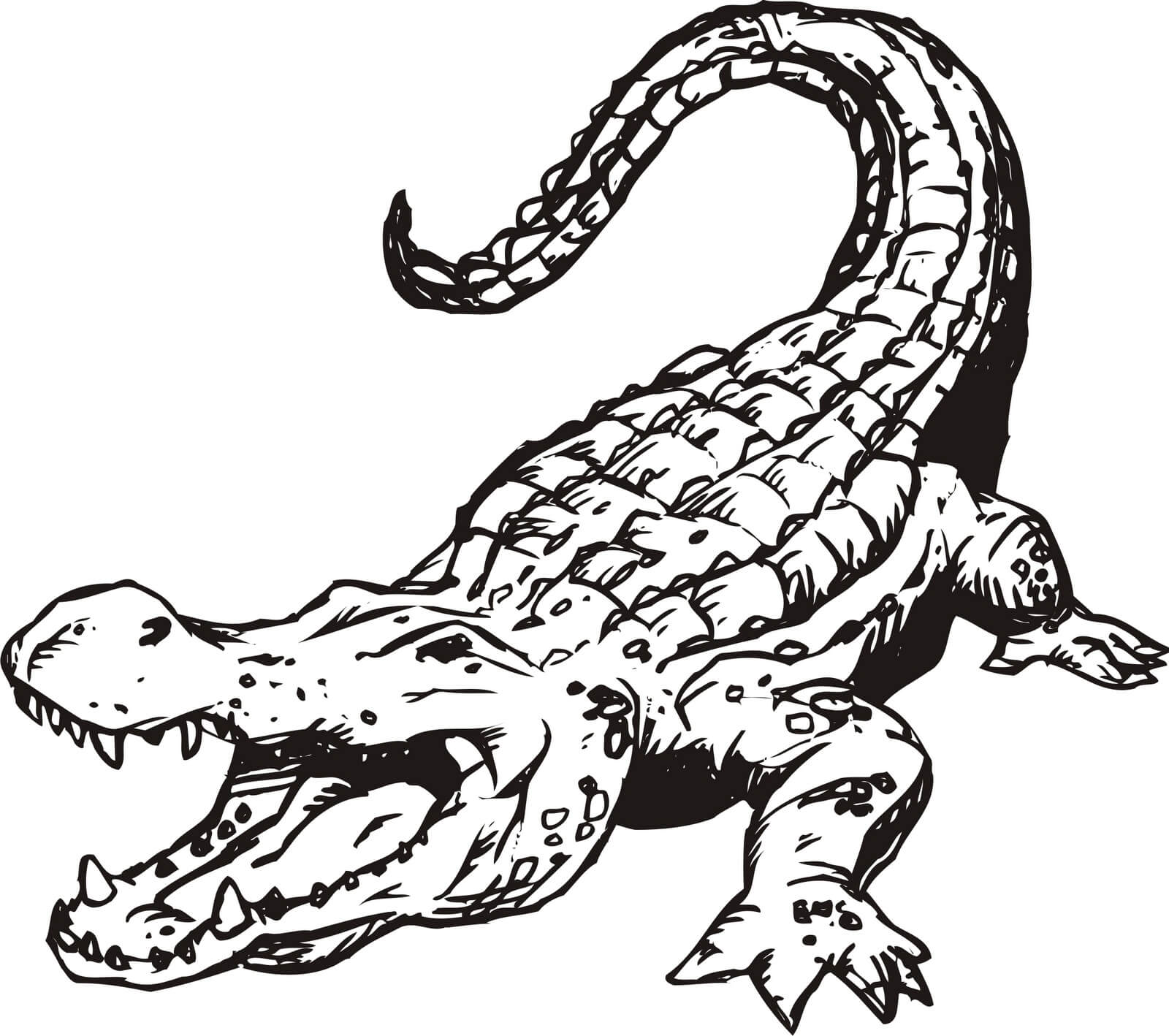 Cocodrilo Básico