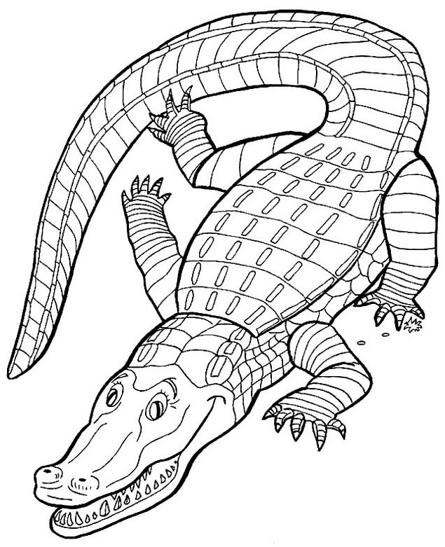 Cocodrilo Sencillo