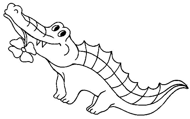 Caimán