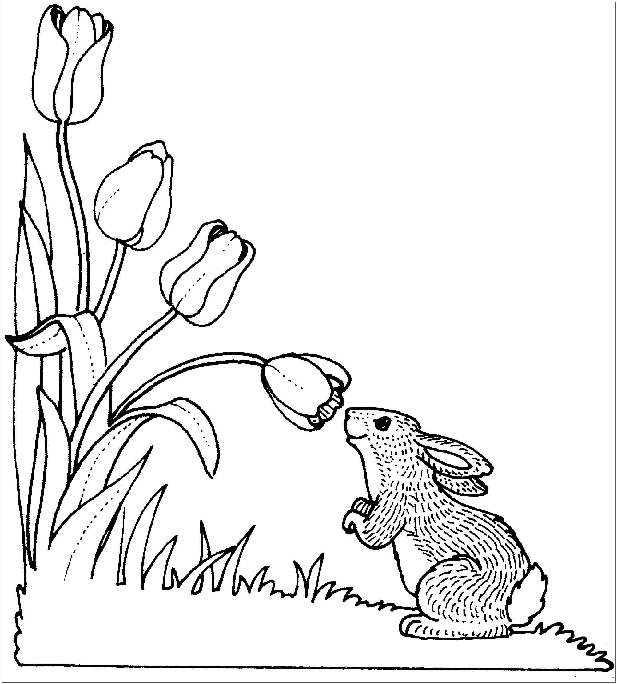 Conejo con Tulipán