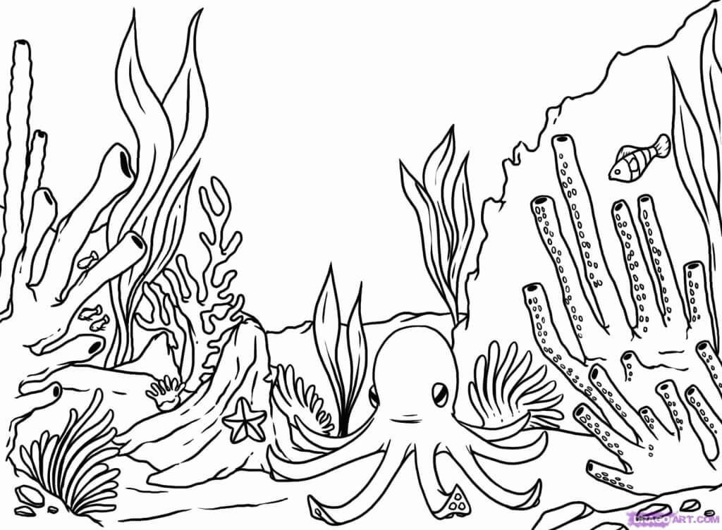Coral