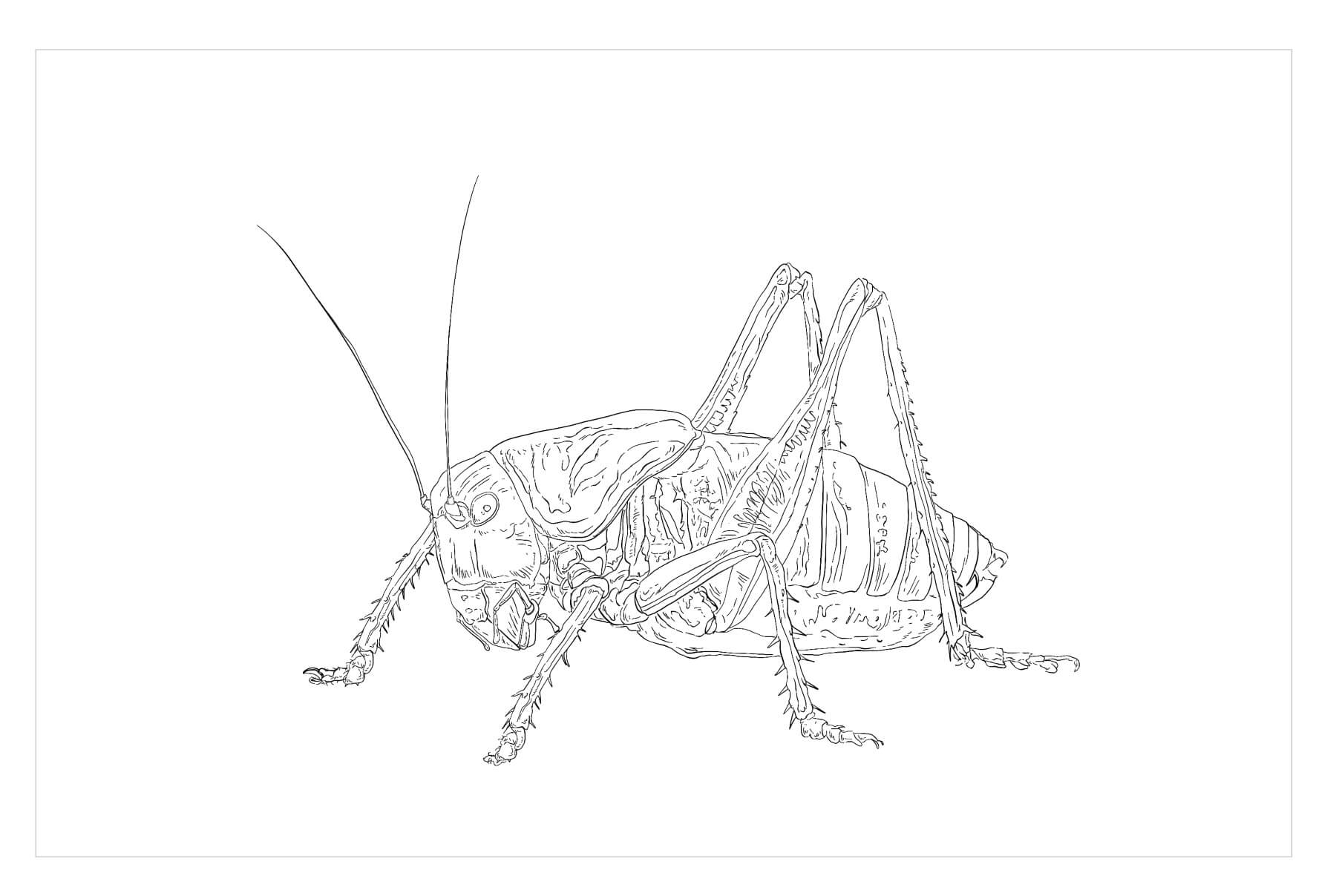 Cricket de Arbusto Moteado