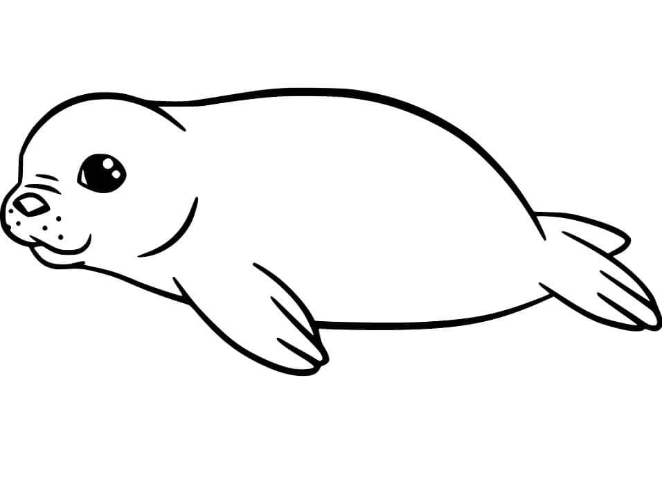 Cría de Foca