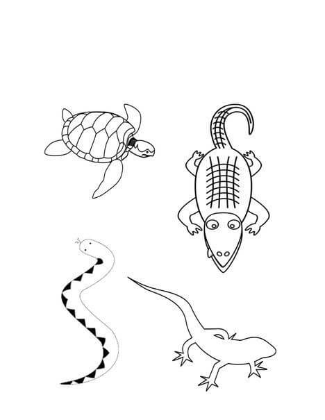 Cuatro Anfibios