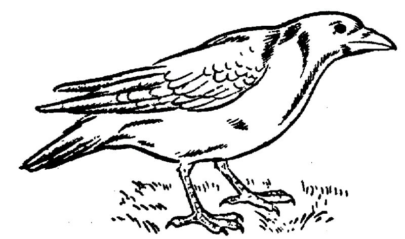 Cuervo Asombroso