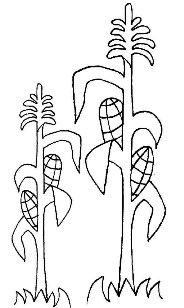 Cultivo de Mazorcas de Maíz