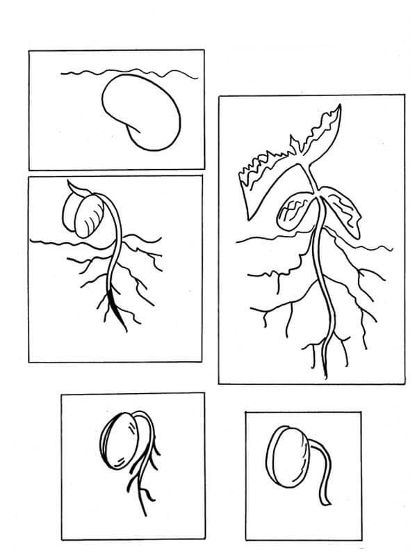 Cultivo de Plantas de Frijol Lima
