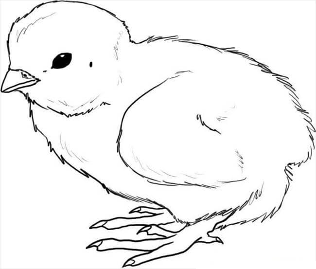 Dibujar Pollito