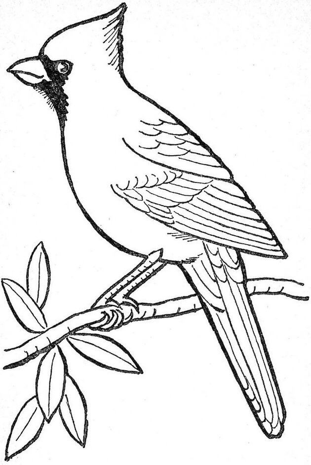Dibujar a Mano Cardenal