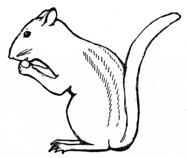 Ardilla Listada
