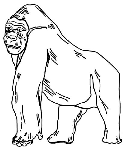 Dibujo De Gorila
