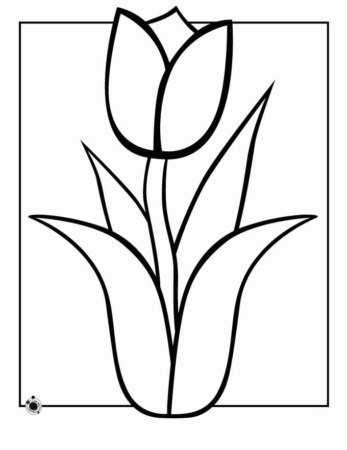 Dibujo De Tulipán