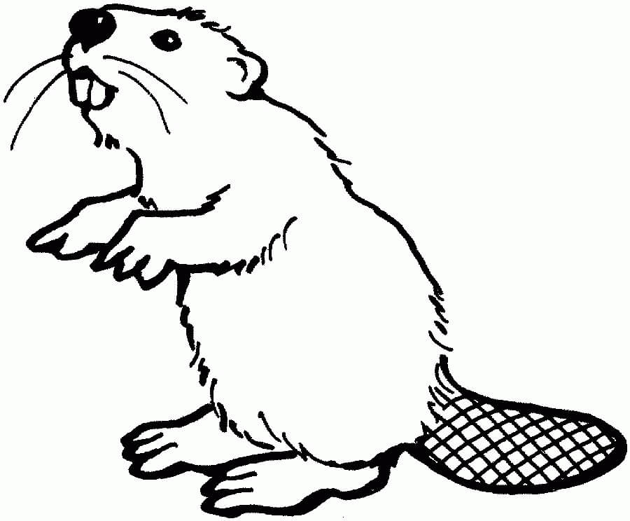Dibujo de Castor
