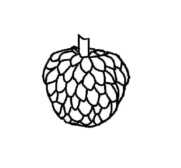 Dibujo de Chirimoya
