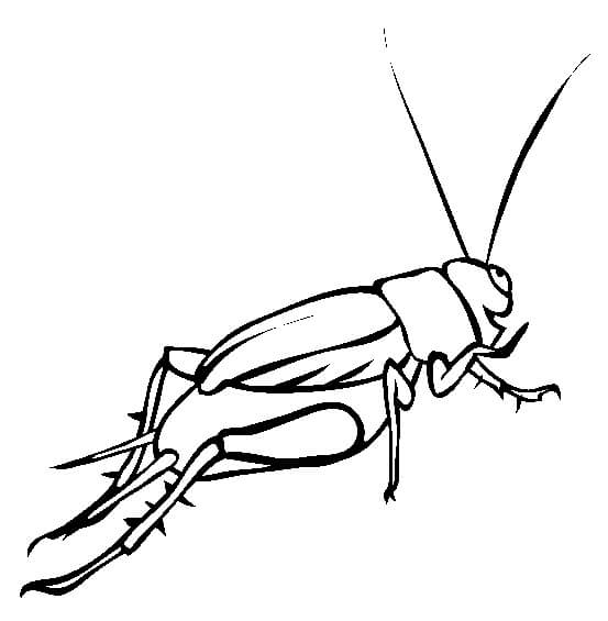 Dibujo de Grillo