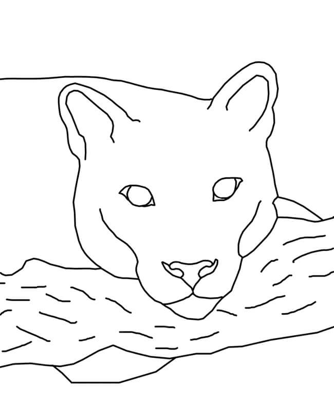 Dibujo de Puma Cara