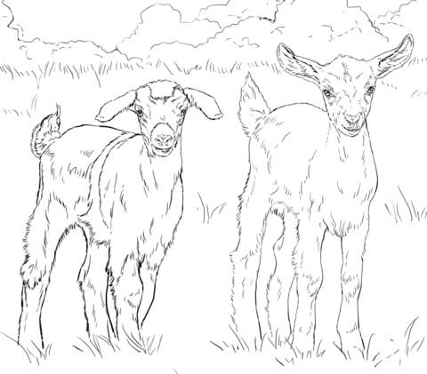 Dos Cabras