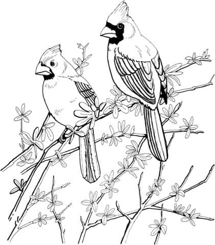 Dos Cardenal en Rama Árbol