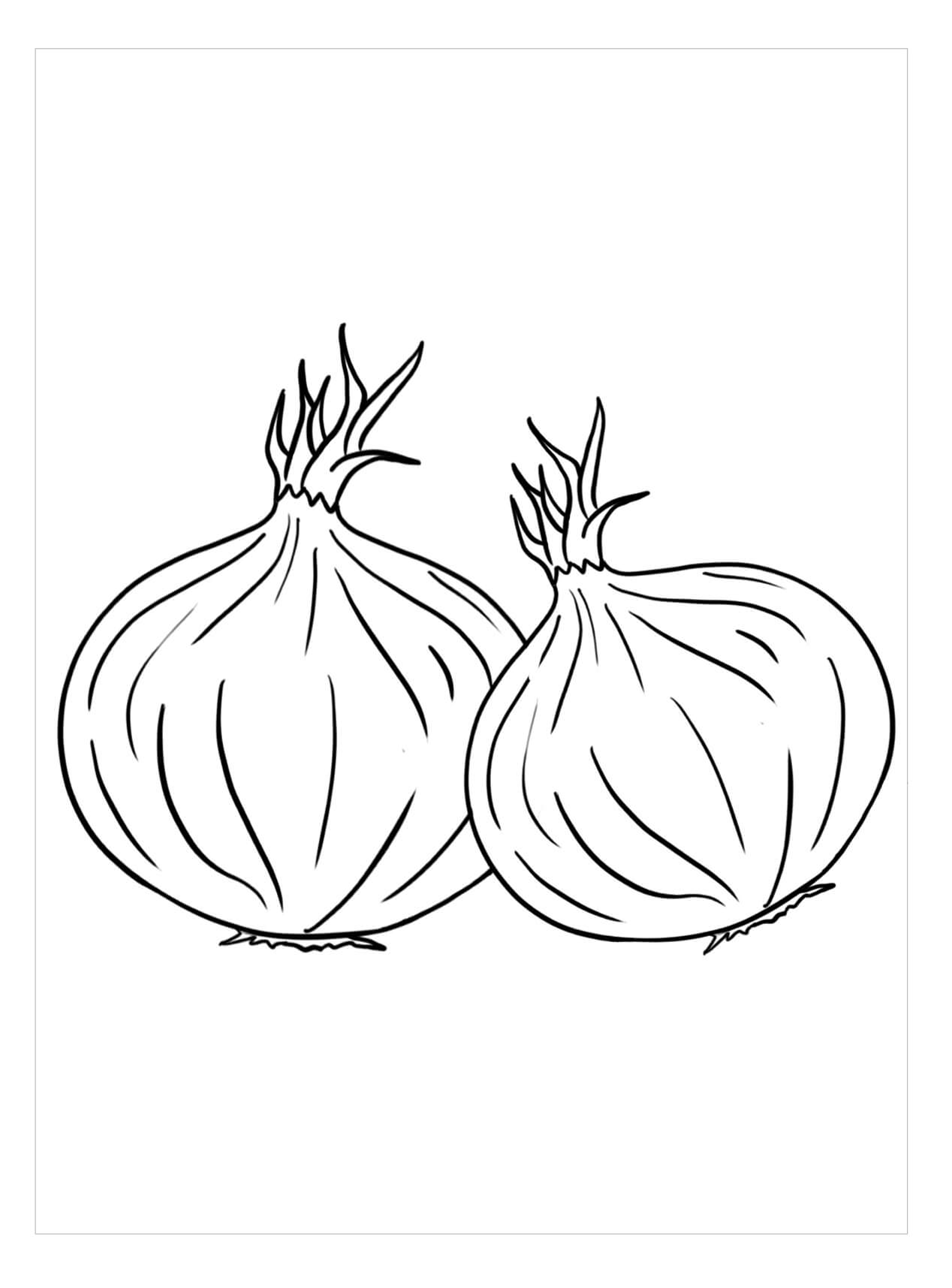 Dos Cebollas Básicas