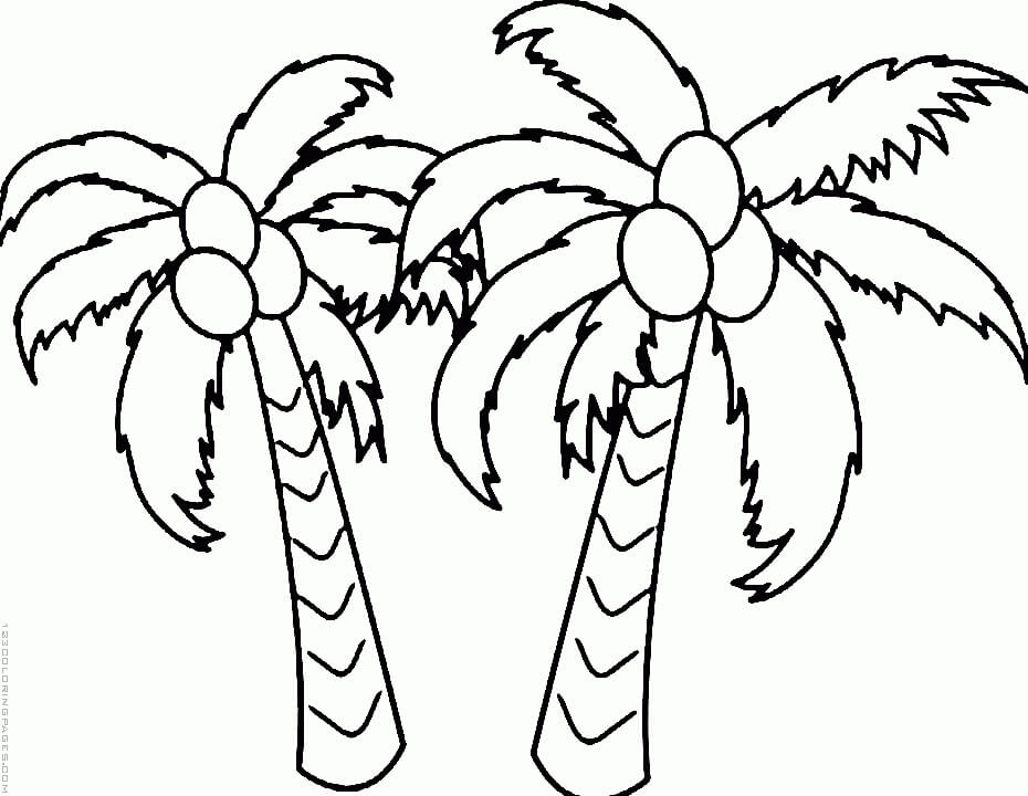 Dos Cocoteros Básicos