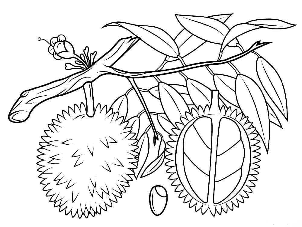 Dos Durian en Rama de Árbol