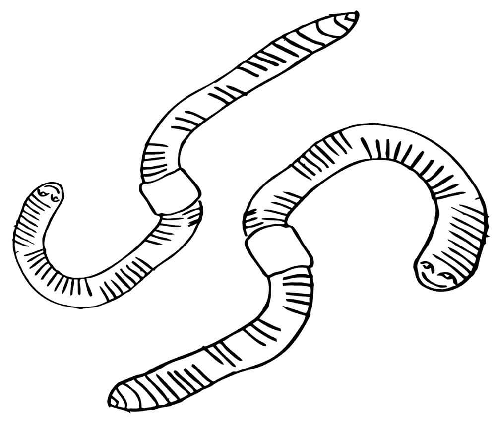 Dos Gusanos