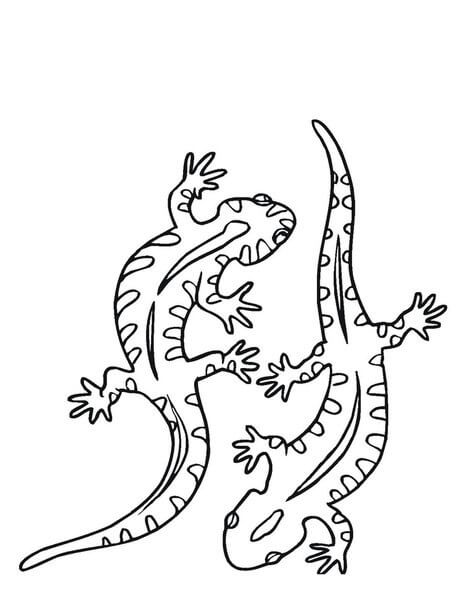 Dos Lagarto