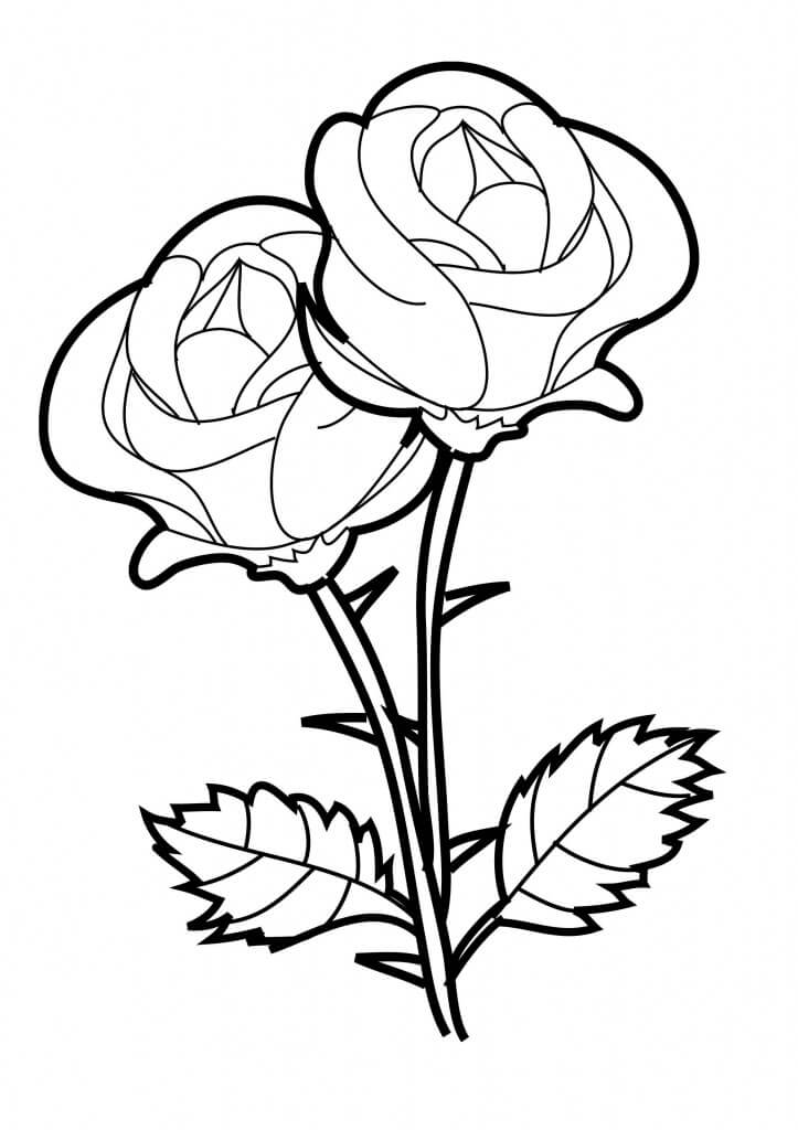 Dos Rosas