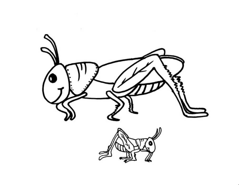 Dos Saltamontes