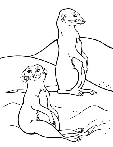 Dos Suricata