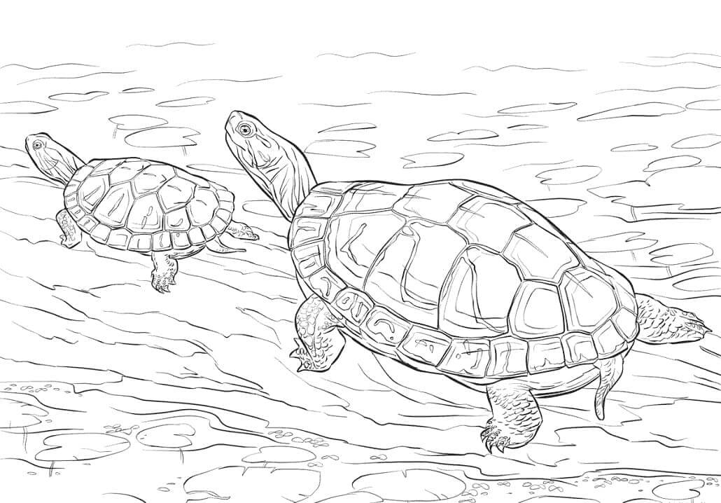 Dos Tortugas Pintadas