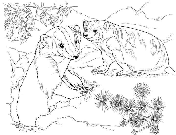 Dos tejones en la Selva