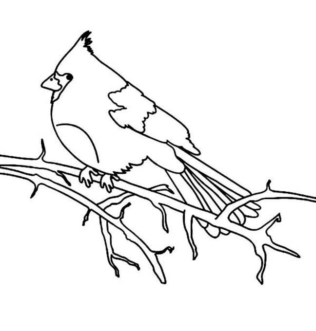 Dulce Cardenal