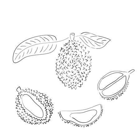 Durian Perfecto