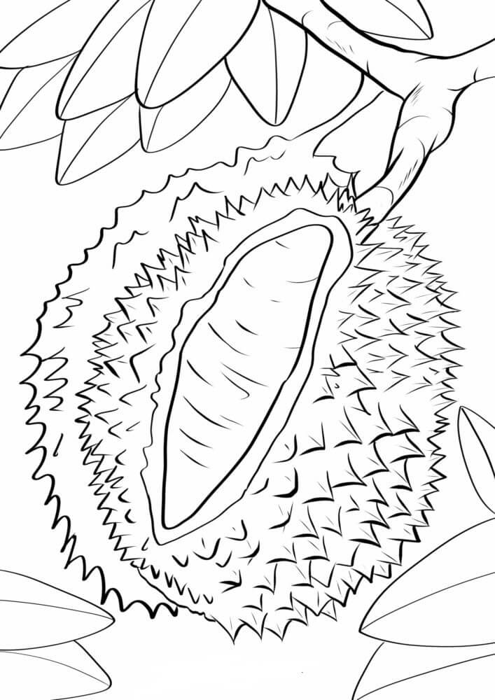 Durian en Rama de Árbol