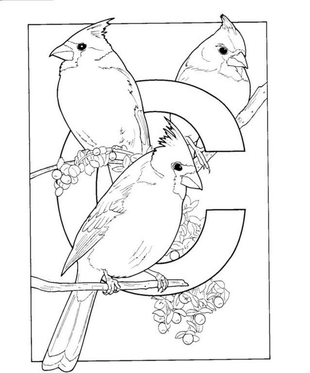 El Alfabeto C es para Pájaros Cardinales