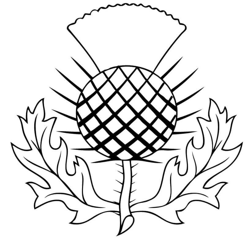 El Cardo de Escocia