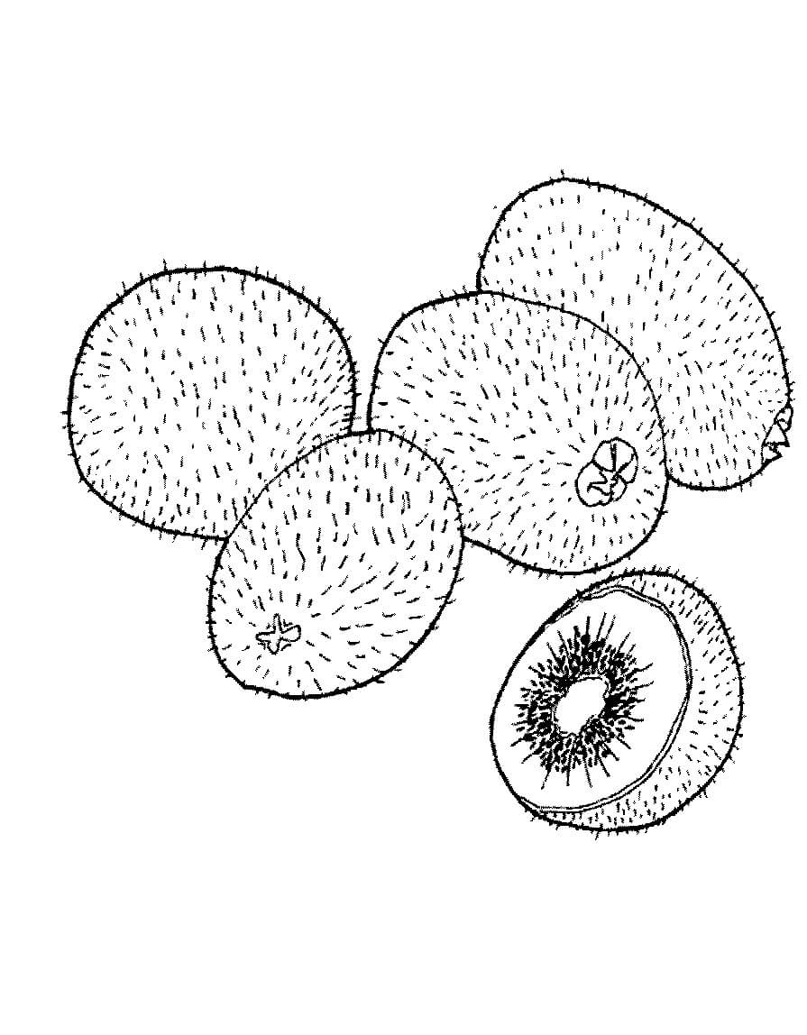 El Kiwi