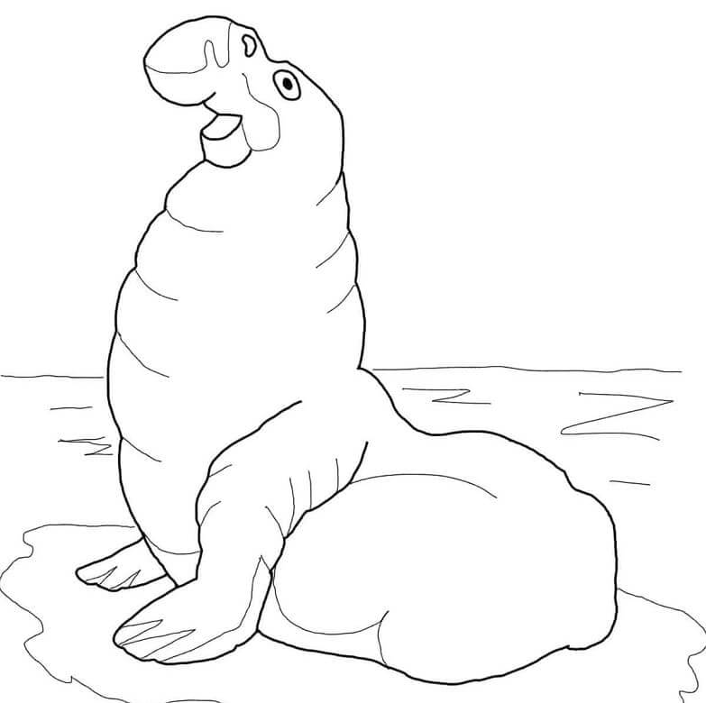Elefante Marino Gratis