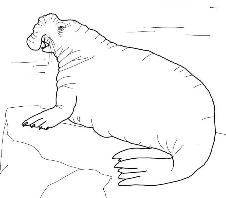 Elefante Marino del Sur