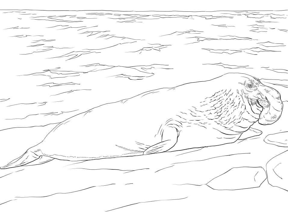 Elefante Marino