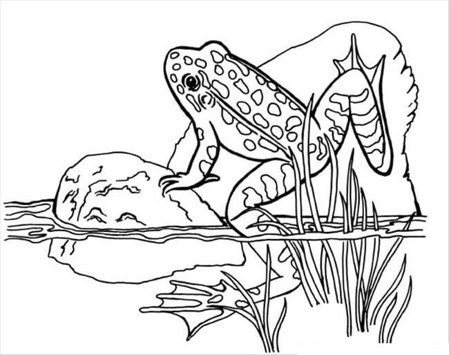 Escalada de Ranas